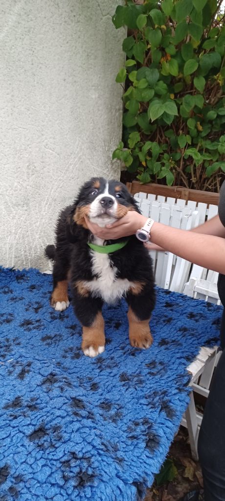 de la noë des grands froids - Chiot disponible  - Bouvier Bernois