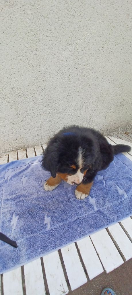 de la noë des grands froids - Chiots disponibles - Bouvier Bernois