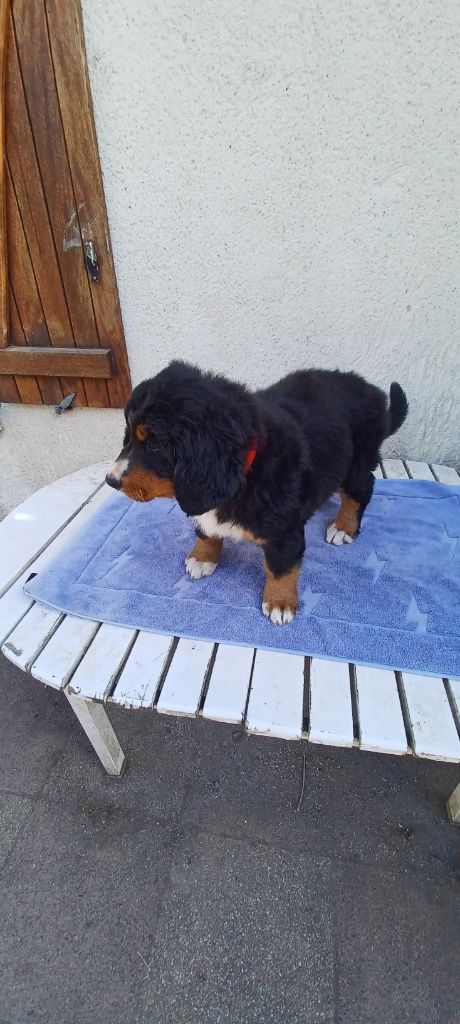 de la noë des grands froids - Chiots disponibles - Bouvier Bernois