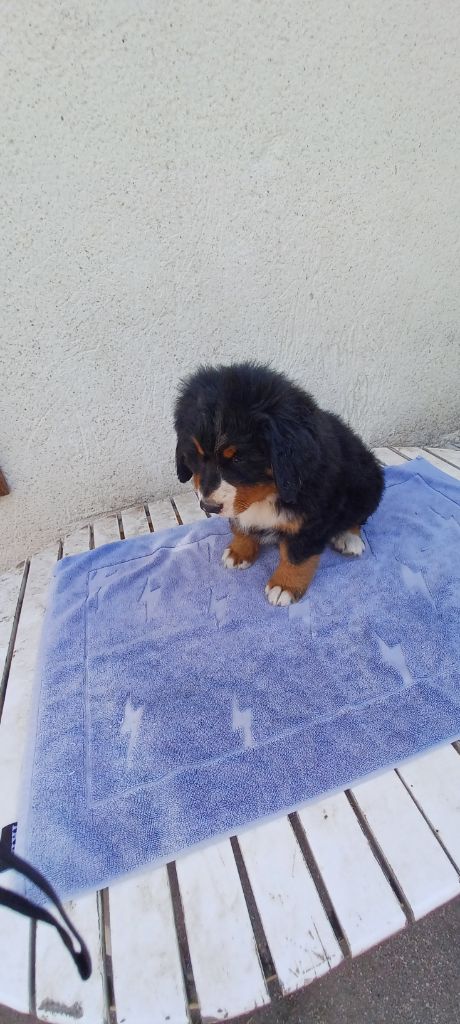 de la noë des grands froids - Chiots disponibles - Bouvier Bernois