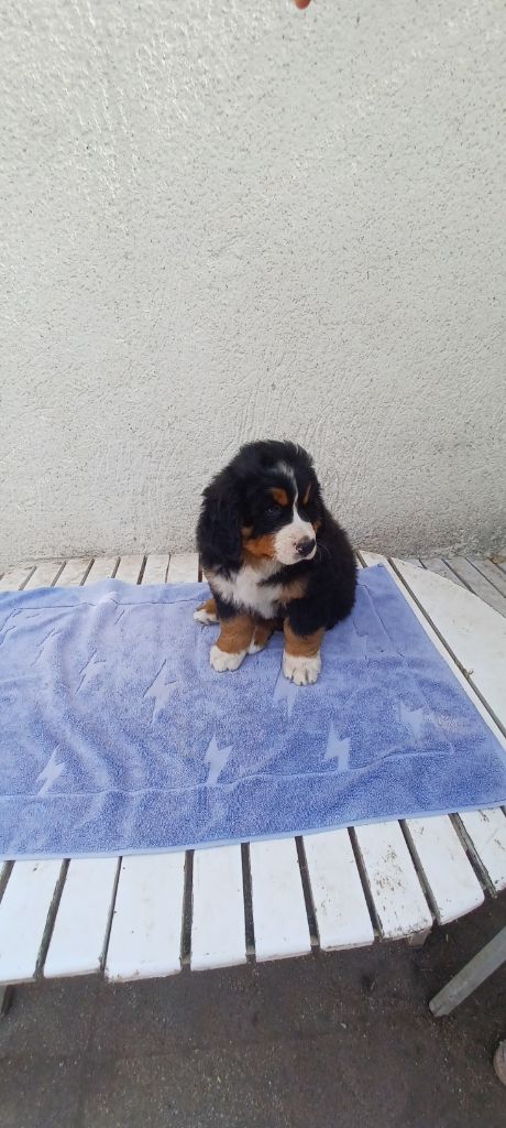 de la noë des grands froids - Chiots disponibles - Bouvier Bernois